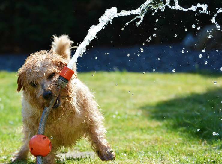 Cane gioca con l'acqua