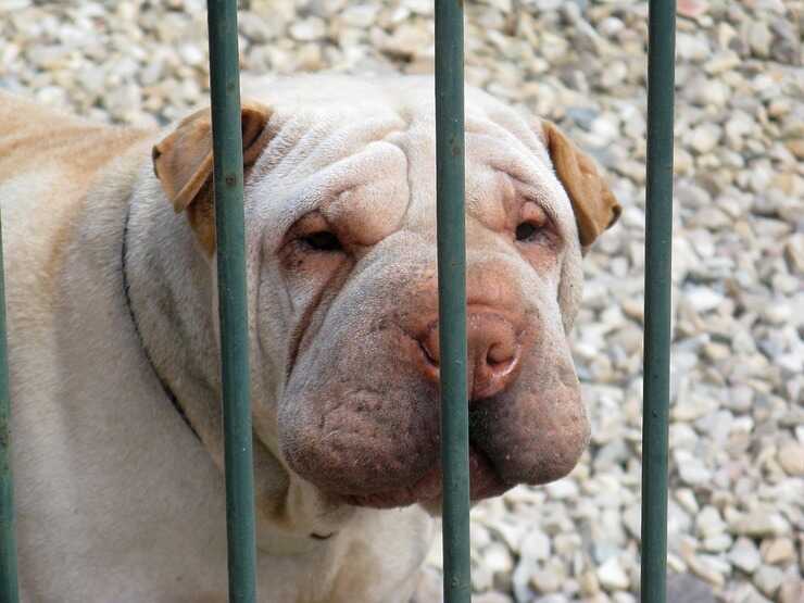 cosa rischio se il mio cane morde una persona (Foto Pixabay)