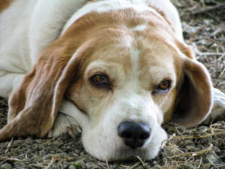 salvato dal cane