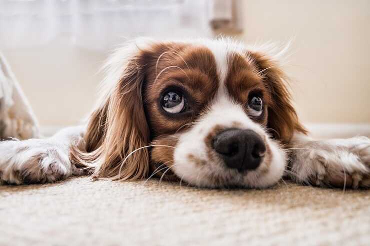 cane (Foto Pixabay)