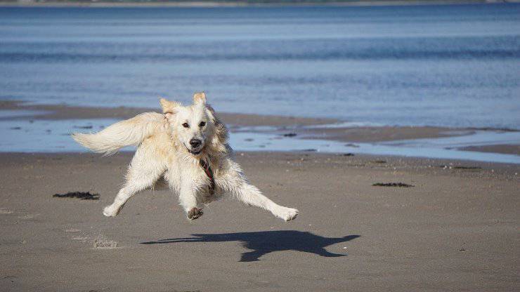 Cane al mare