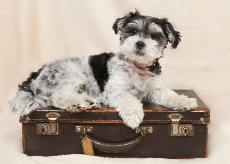 Cane in aereo