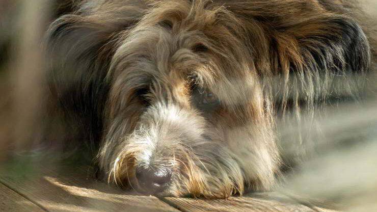 Cane apatico a terra Cane