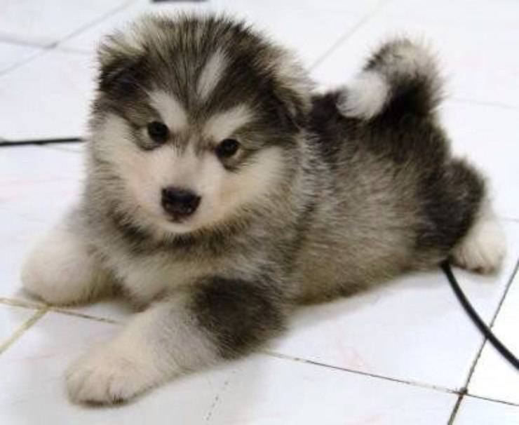 Adottare un cucciolo di Alaskan Malamute