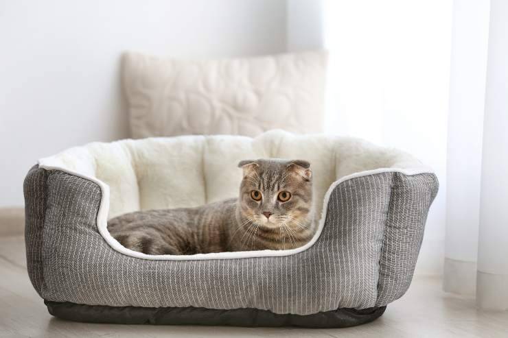 cose essenziali per un gatto