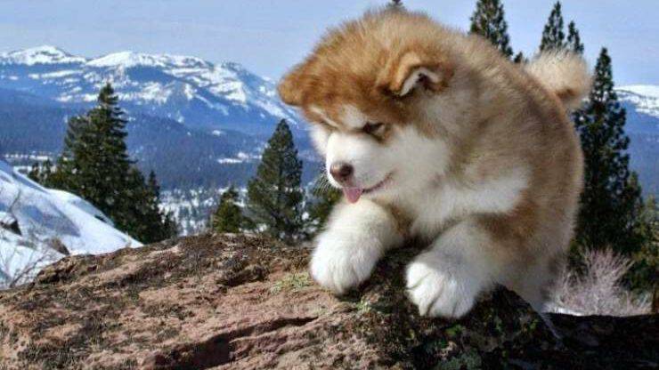 Cucciolo di Alaskan Malamute