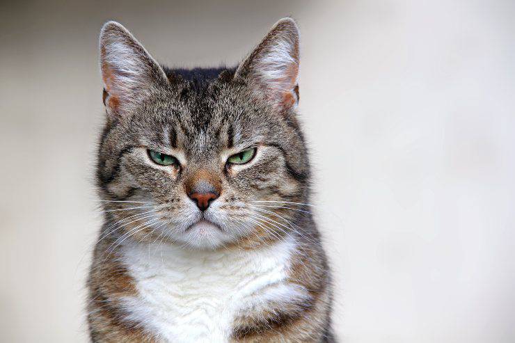 gatto