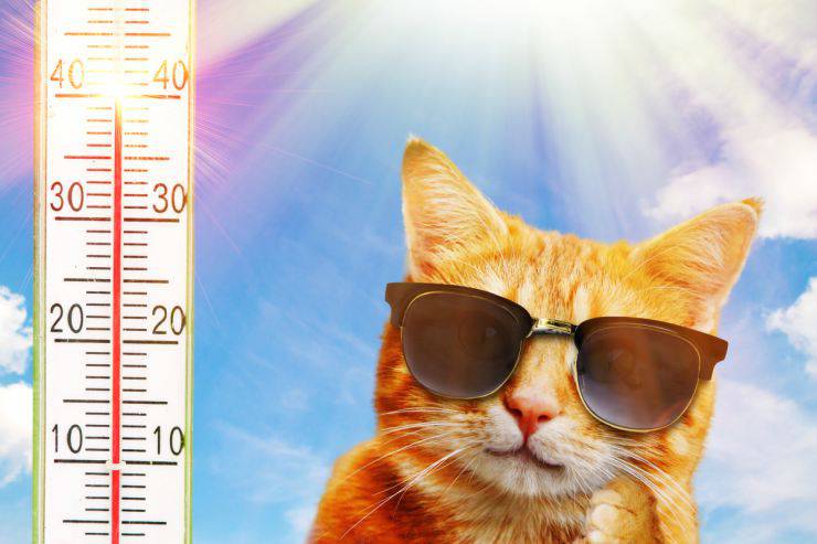 Il gatto suda
