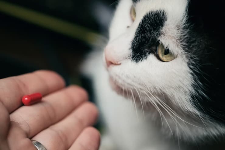 Quando dare gli integratori alimentari al gatto? (Foto Adobe Stock)