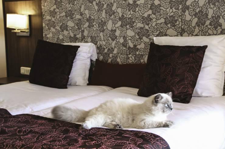 Gatto in albergo