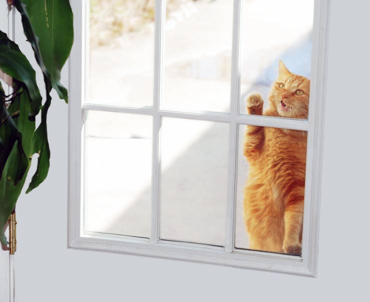 Come accogliere un gatto randagio