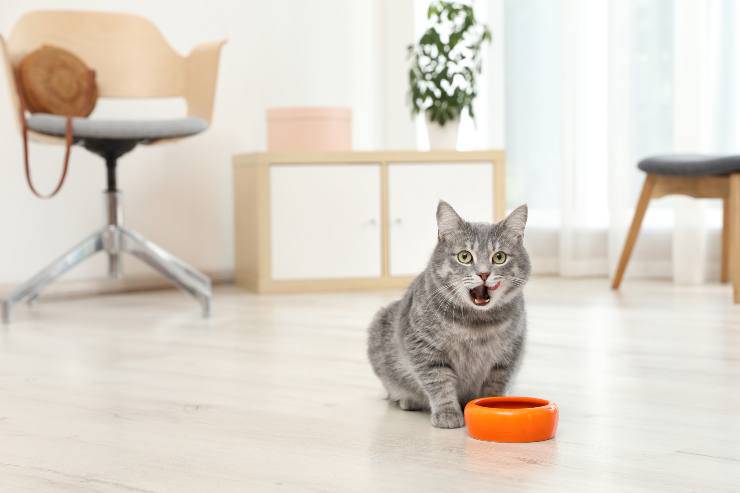 perché i gatti scavano vicino alla ciotola