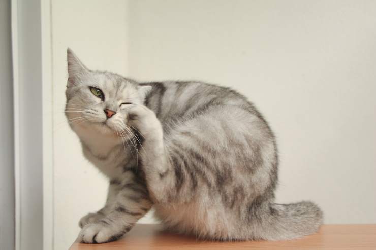 allergie più comuni nei gatti