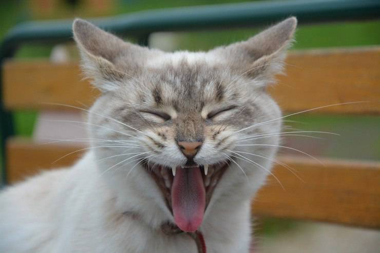 gatto