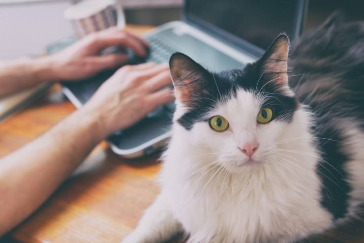 Capire la razza del gatto: come determinarlo, da razze miste a purosangue