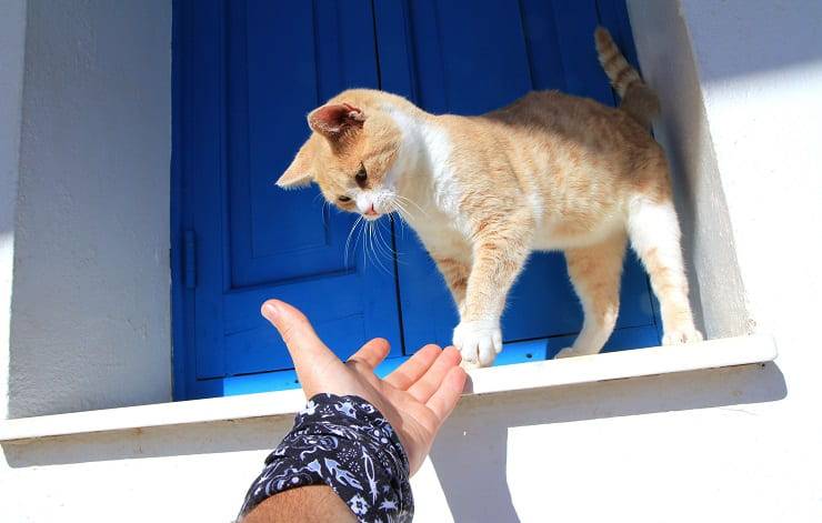 gatto e altezze