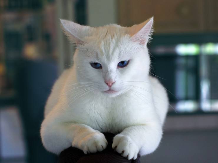 I principali disordini alimentari del gatto