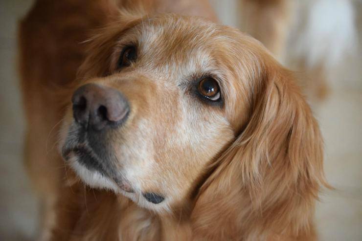 golden retriever Occhi pieni di speranza (Foto Pixabay)