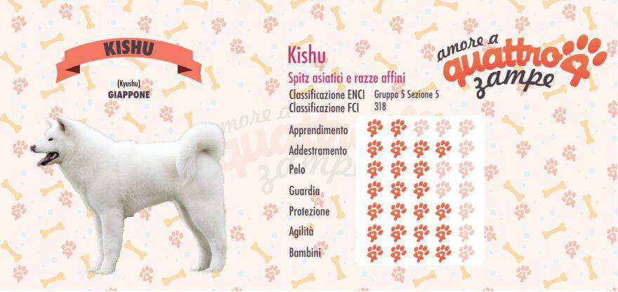 Kishu scheda razza