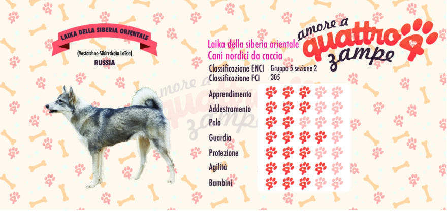 Laika della siberia orientale scheda razza
