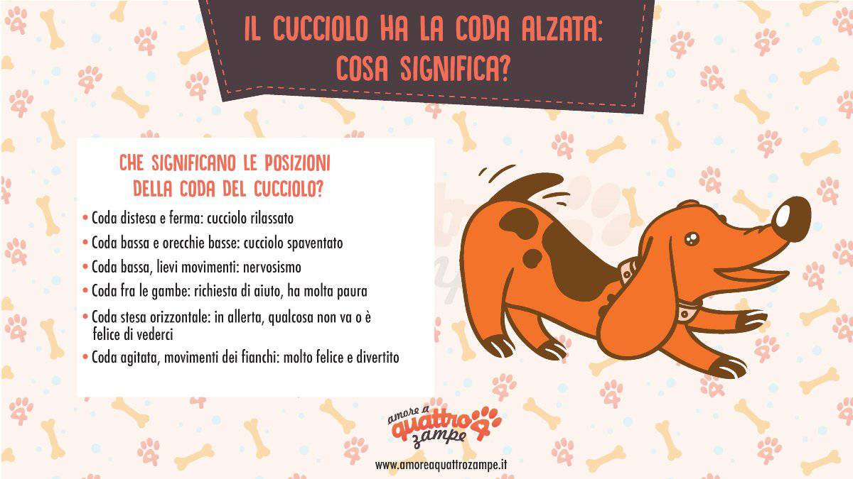 infografica coda cucciolo