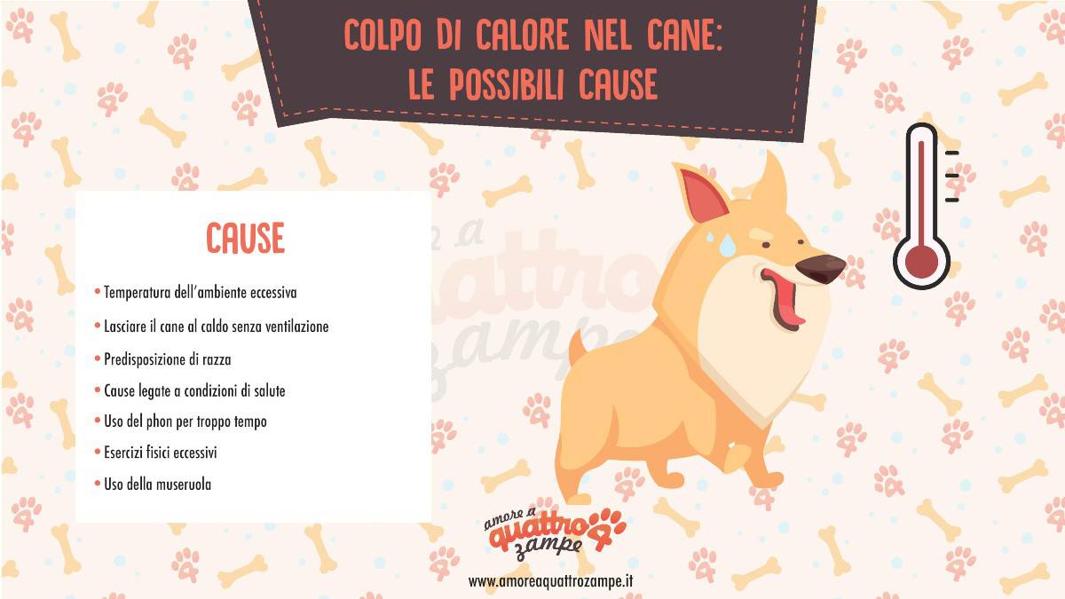infografica colpo calore cane