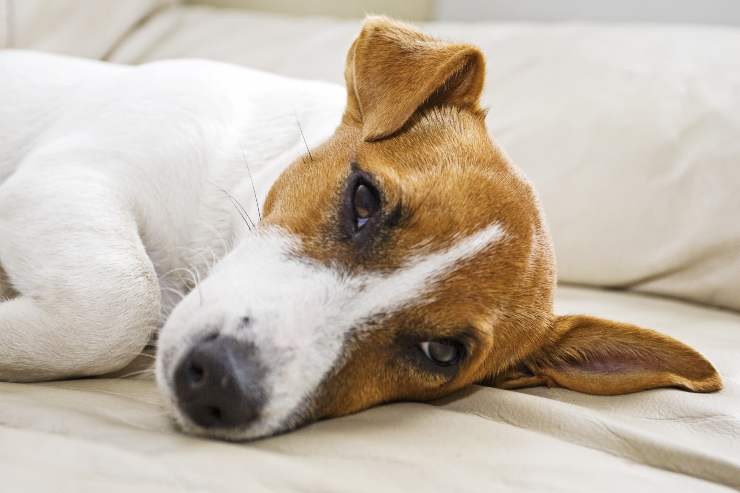 Malattie del Jack Russell