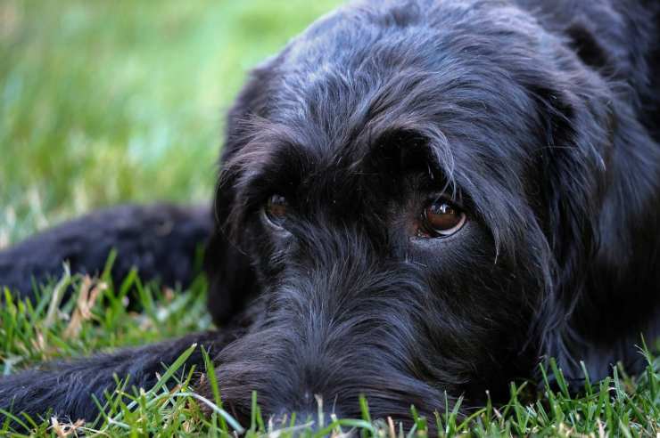cane pericolo