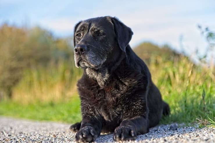 Invecchiamento del cane: i 5 segnali inequivocabili (Foto Pixabay)