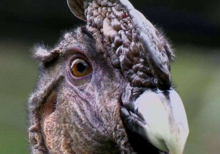 condor andino