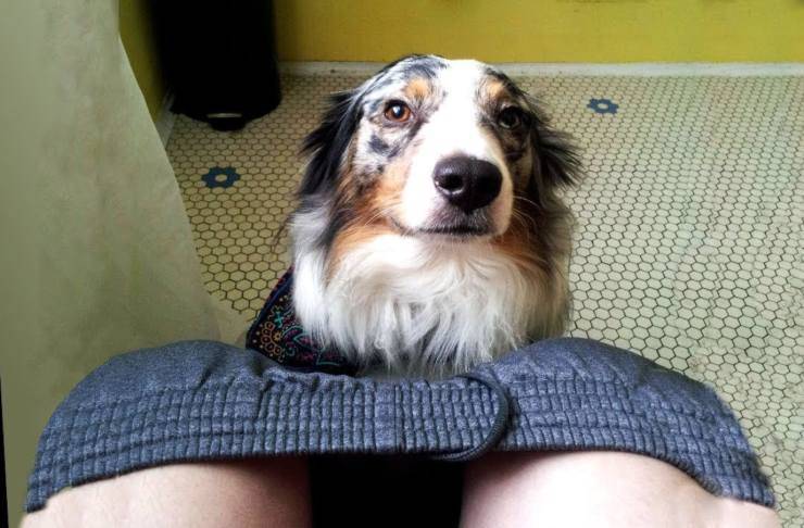 Comportamenti del cane: perché ci segue in bagno, e tanti altri significati