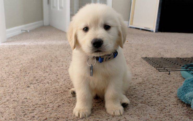 Adottare un cucciolo di Golden Retriever