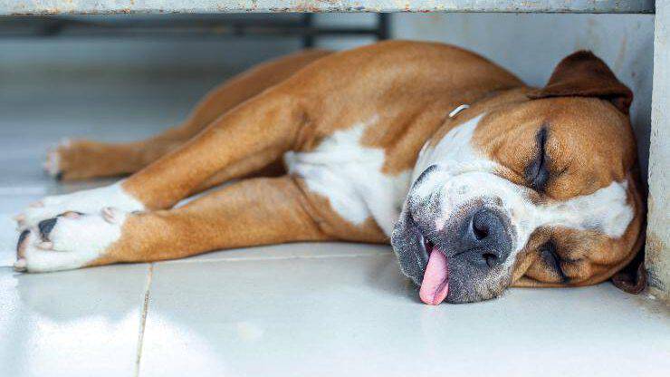 Cane che dorme con la lingua di fuori Cane che dorme
