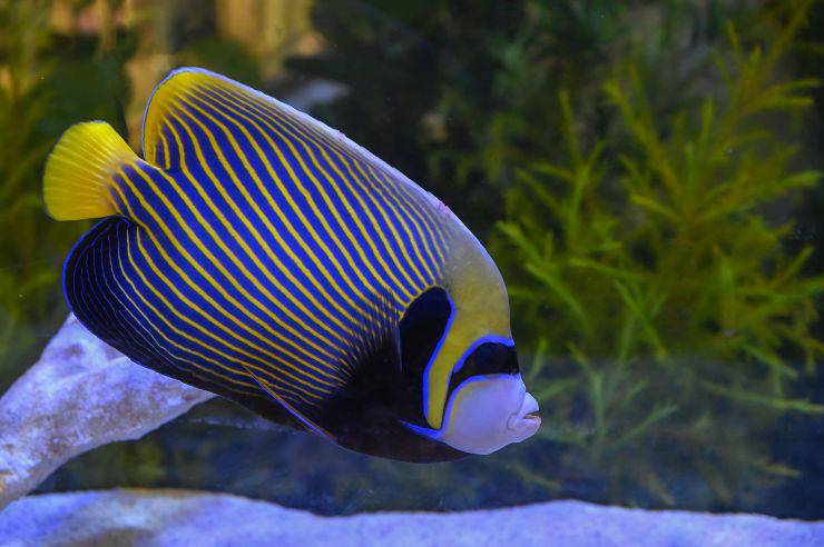 pesce angelo