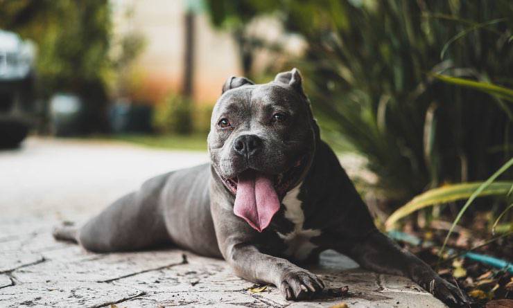 cane affaticato