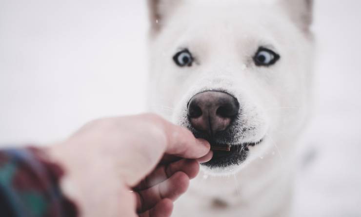 cane cibo lingua fuori
