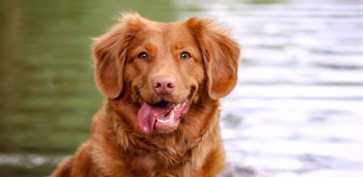 cane tira fuori lingua perché