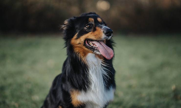 cane lingua termoregolazione