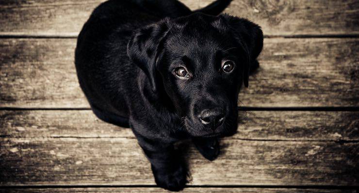 cane ansia stress lingua fuori