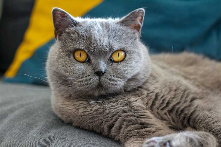 Come dare la pillola al gatto (Foto Adobe Stock)