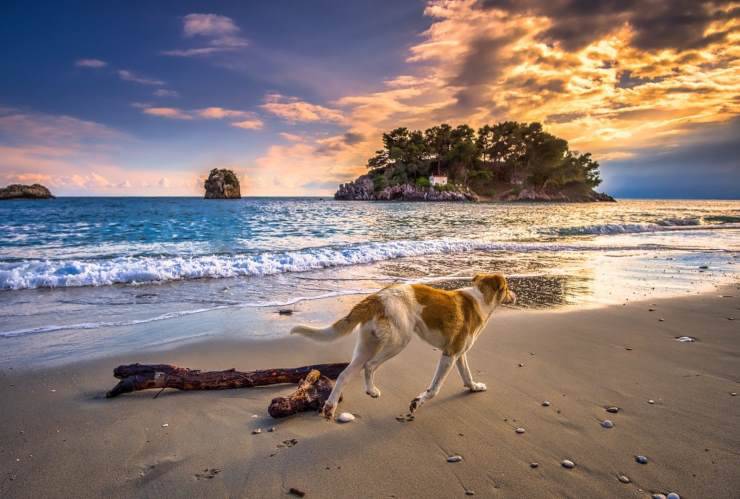 Fido al tramonto
