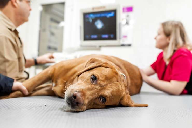Razze di cani a rischio tumore