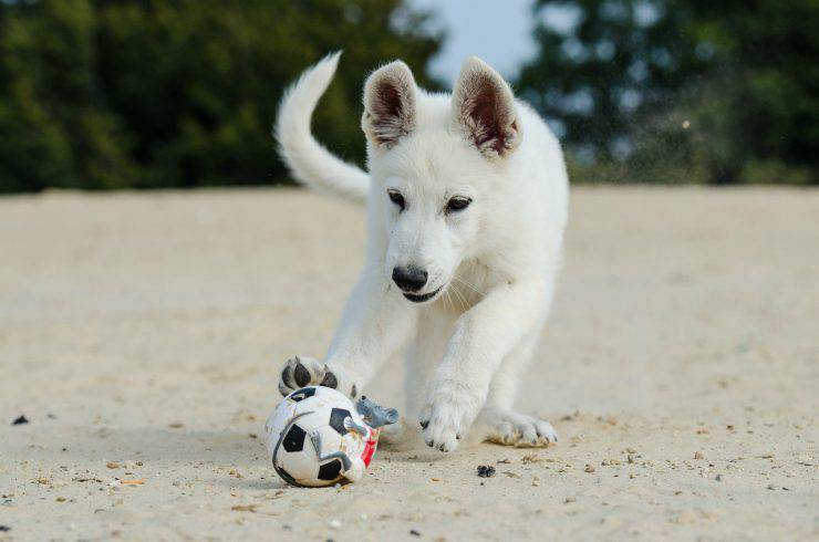 Fido gioca al mare