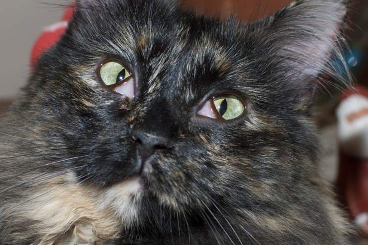 herpes virus felino nel gatto
