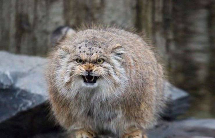 gatto di pallas