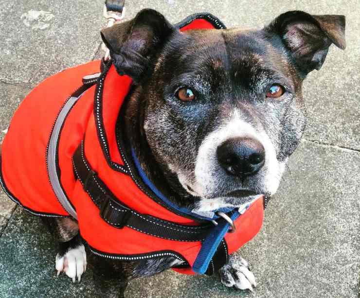 Il pelo del cane diventa grigio troppo presto