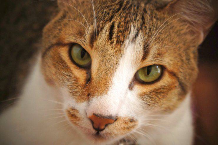 occhi gatto
