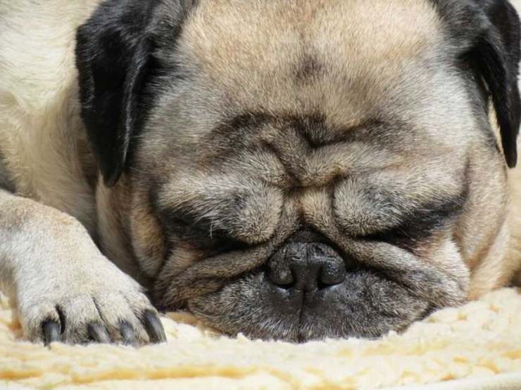 cane timido carlino