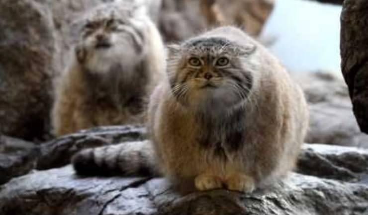 gatto di pallas