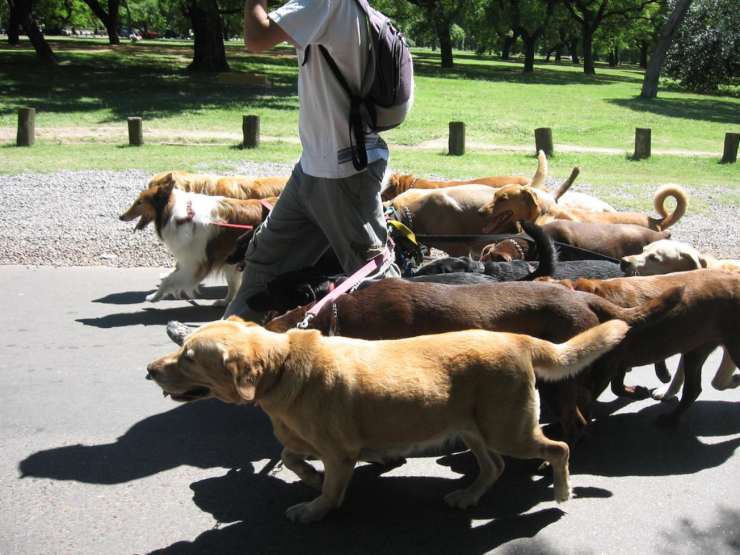 Come trovare un buon dog sitter all'occorrenza